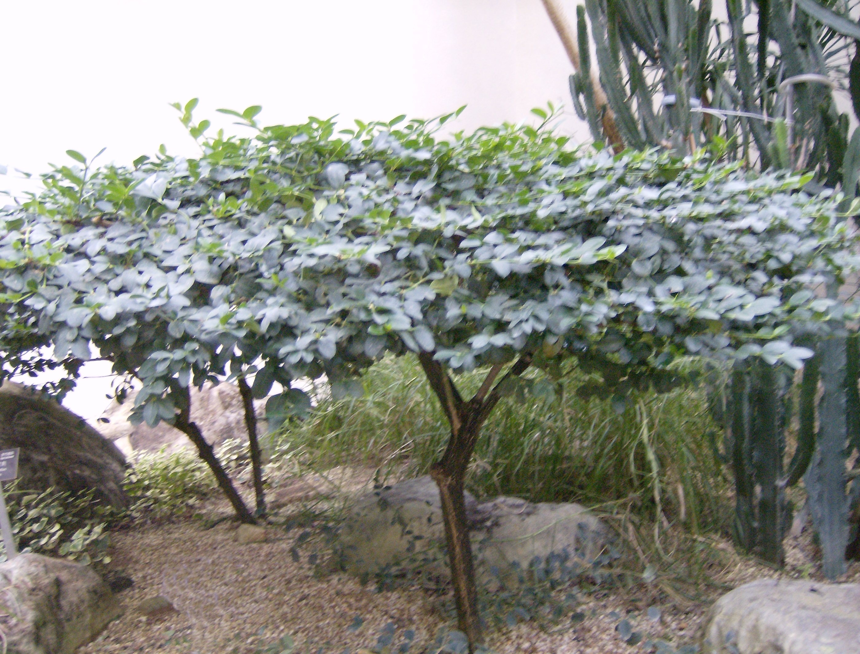 Large Num-Num , amatungulu , Noem-Noem